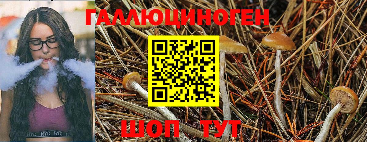 Котовск  Псилоцибиновые грибы Psilocybine cubensis  Вход с VPN 